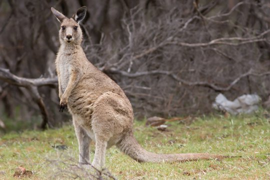 Ավստրալիայում կինը կռվել է կենգուրուի հետ՝ պաշտպանելով դստերը