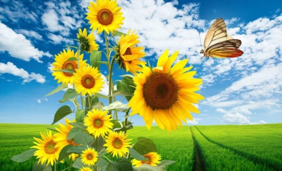 Սպասվող եղանակի մասին