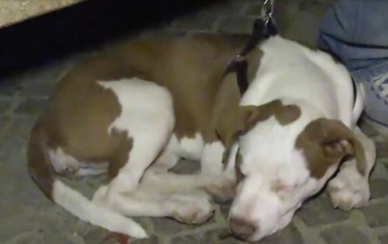 Իտալիայում Մաֆիա անունով շունը տերերին փրկել է երկրաշարժից