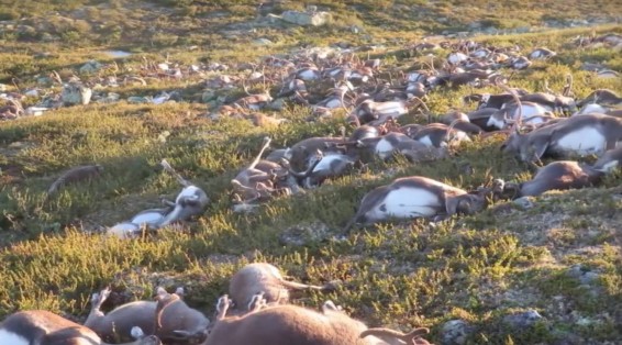 Նորվեգիայում կայծակը 323 եղնիկ է սպանել