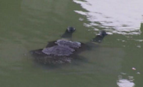 Կոտայքի մարզի Կարենիս գյուղում քաղաքացի է ընկել  ջրանցքը