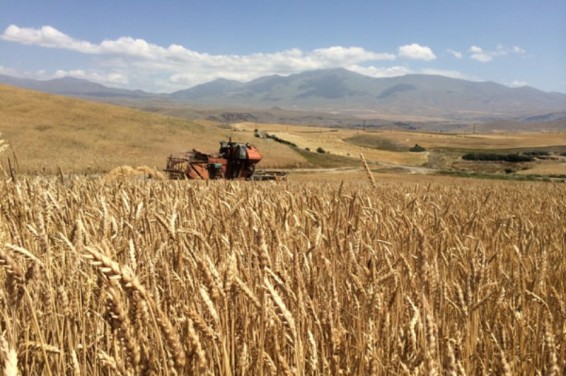 Հեկտարից 40 տոննա կարտոֆիլ Գեղարքունիքում