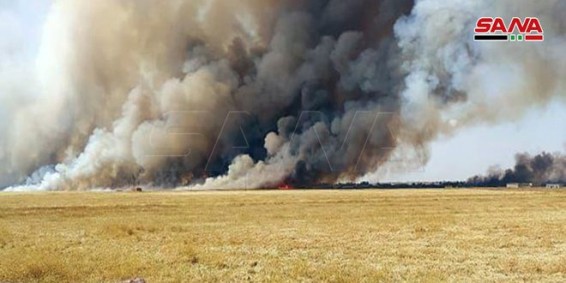 Турецкие наемники полностью уничтожили урожай пшеницы и ячменя западнее Рас Аль-Айна в Хасаке