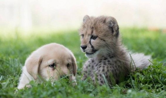 Ամերիկյան կենդանաբանական այգում շան և վագրակատվի այս ձագերին կմեծացնեն եղբայրների պես