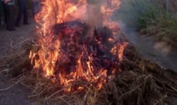 Video. Հանրապետությունում անցկացվեց «Կանեփ-կակաչ-2016» համալիր օպերատիվ-կանխարգելիչ միջոցառումը