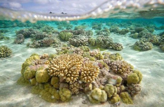 Համաշխարհային օվկիանոսի տաքացումը սպառնում է արևադարձային հիվանդությունների բռնկմամբ. գիտնականներ