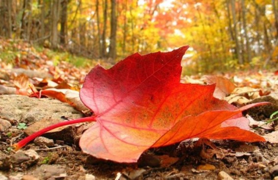 Ինչ եղանակ է սպասվում առաջիկա օրերին