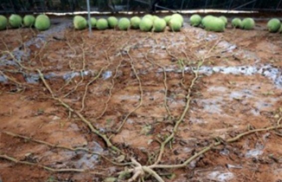 Չինաստանում մեկ տունկից 131 հասուն ձմերուկ են հավաքել