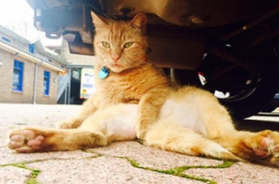 Թափառական կատուն համալրել է Ավստրալիայի ոստիկանության շարքերը