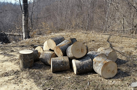 Լոռու անտառներում ապօրինի հատվել է 4416 ծառ, պատճառվել է 182 մլն դրամի վնաս