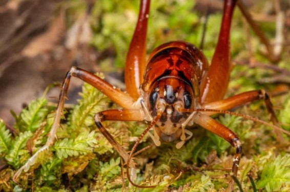 Hemiandrus jacinda. Նոր Զելանդիայում հայտնաբերված ծղրիդի նոր տեսակն անվանել են երկրի վարչապետի պատվին