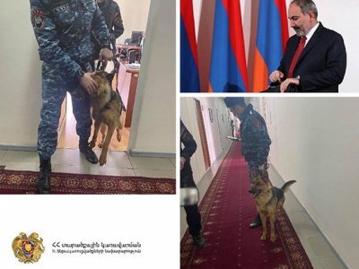 До визита Пашиняна территория прочесывается служебными собаками