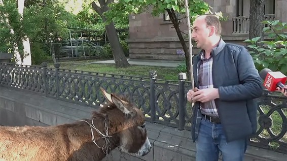 Житель Иджевана с ослом пришли забрать своего «дурачка» домой