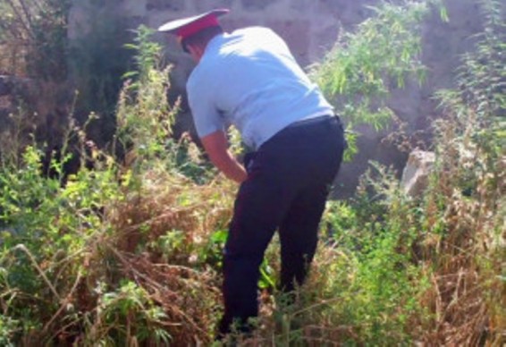 «Կանեփ-կակաչ-2016». Ոչնչացվել է 2268 կգ վայրի աճած կանեփի կանաչ զանգված