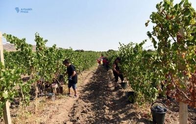 Թշնամու սադրանքների պատճառով Ամարասի հովտում խաղողի բերքահավաքն ընդհատումներով է իրականացվել