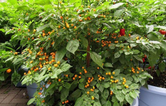 Աշխարհի ամենաթանկարժեք պղպեղի 1 կգ-ն արժե 25 000 դոլար