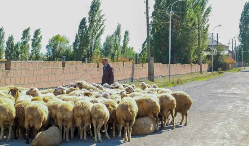 В армянское село вернули угнанное азербайджанцами стадо овец
