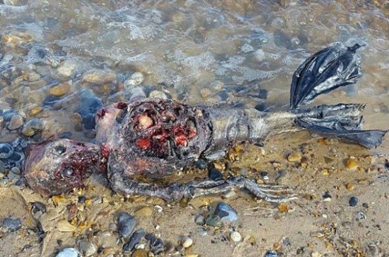 Բրիտանիայի ափերին ջրահարսի քայքայված մարմին են հայտնաբերել