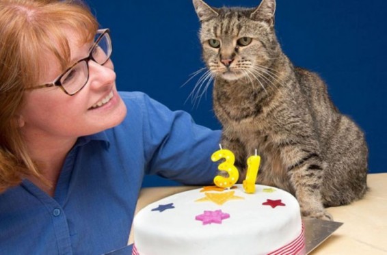 Աշխարհի «ամենածեր» կատուն նշել է ծննդյան 31-ամյակը
