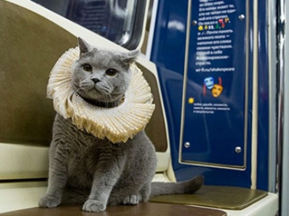 Բրիտանական կատուն դարձել է Մոսկվայում «Շեքսպիրյան» գնացքի առաջին ուղեւորը