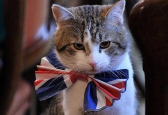 Մեծ Բրիտանիայի ԱԳՆ-ն նոր աշխատակից ունի՝ Պալմերսթոն անունով կատուն