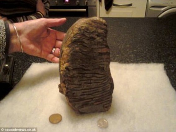 Անգլիայում, հնարավոր է, 3 մլն տարեկան մամոնտի ատամ են հայտնաբերել