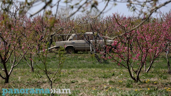 Օդի ջերմաստիճանն ապրիլի 6-8-ն աստիճանաբար կնվազի 3-5 աստիճանով