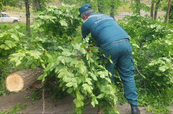 Փրկարարները ծառը մասնատել և հեռացրել են ճանապարհի երթևեկելի հատվածից