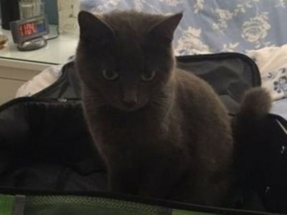 Կատուն 72 կմ երթևեկել է ավտոֆուրգոնի վրա նստած