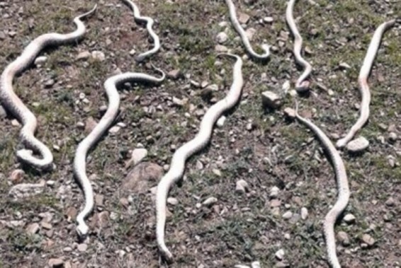 Ադրբեջանում օձերը հարձակվել են գյուղի վրա