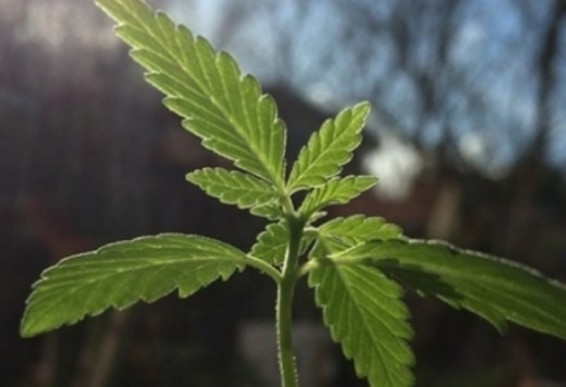 Մարիխուանան Կանադային 22.6 մլրդ դոլար կբերի