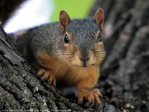 Սկյուռիկը խախտել է քվեարկության ընթացքը Օհայո նահանգում