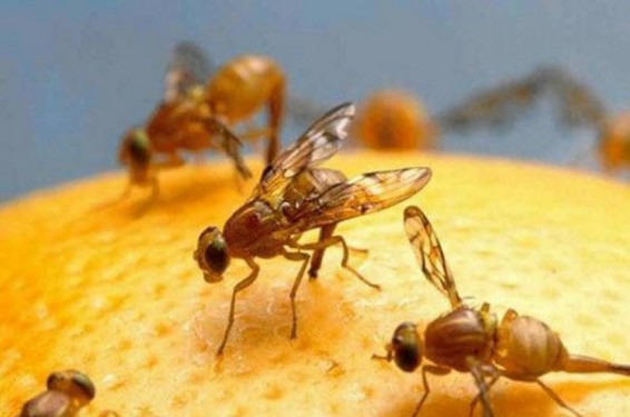 Թուրքիայից վարակված մանդարիններ են ներկրվել Ուկրաինա