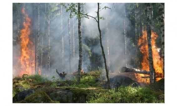 Лесные пожары бушуют в Калифорнии: людей массово эвакуируют из округа Бьютт