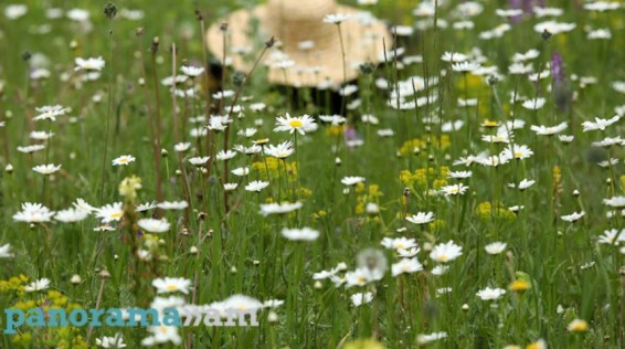 В Ереване сегодня воздух прогреется до +34°C