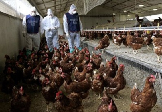 Բեռլինում ճգնաժամային շտաբը խորհրդակցություն է հրավիրել թռչնի գրիպի համաճարակի պատճառով