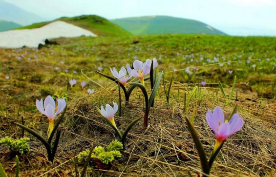 Օդի ջերմաստիճանը կբարձրանա, գարունն իր շքեղությամբ գալիս է Հայաստան. Սուրենյան