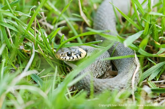 «Շենգավիթ» հարկային տեսչությունում օձ է հայտնաբերվել