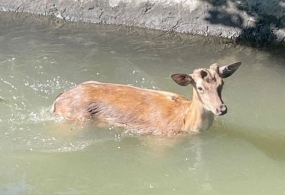 Олененок свалился в водоканал в армянском селе, на помощь пришли спасатели