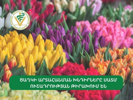 Ծաղկի արտահանման խնդիրները ՍԱՏՄ ուշադրության թիրախում են