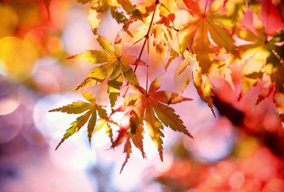 Армения встречает ноябрь сухой и умеренно теплой погодой