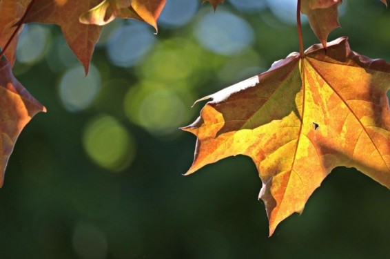 В Армении потеплеет на 2-3 градуса, осадков в ближайшие дни не ожидается
