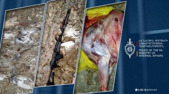 Краснокнижного безоарового козла незаконно подстрелили в Вайоц Дзоре: браконьеры задержаны