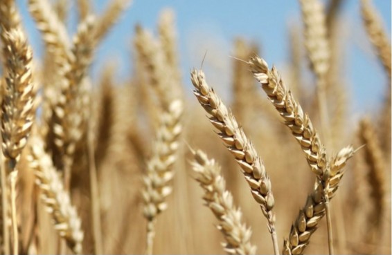 Корм или хлеб: прибывшая через Азербайджан казахстанская пшеница вызвала споры в Армении