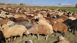 Ապարանում գողացել են 39-ամյա քաղաքացու 253 գլուխ ոչխարները․ վնասի չափը 18 մլն դրամ է