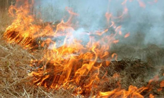 Տավուշի մարզում այրվում է բուսածածկույթ․ հրդեհաշիջում է իրականացնում 296 փրկարար