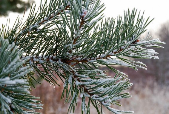 Мокрый снег пойдет в Ереване и некоторых регионах Армении