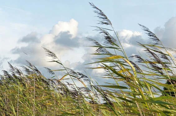 Այսօր սպասվում է քամու ուժգնացում