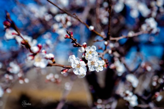 Արարատյան դաշտում ծիրանենու մասսայական ծաղկում սպասվում է մարտի 27-ից ապրիլի 2-ին