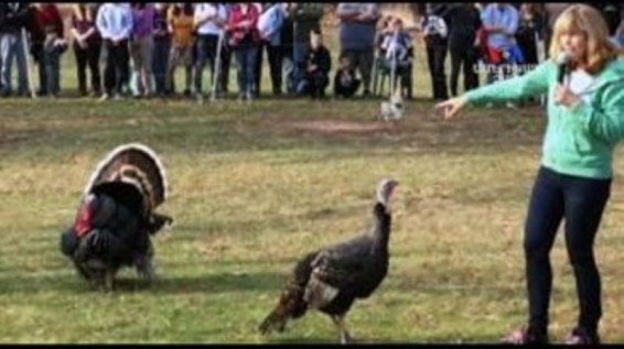 Գոհաբանության օր. Հնդկահավը՝ որպես ճաշի մասնակից, այլ ոչ թե ուտեստ